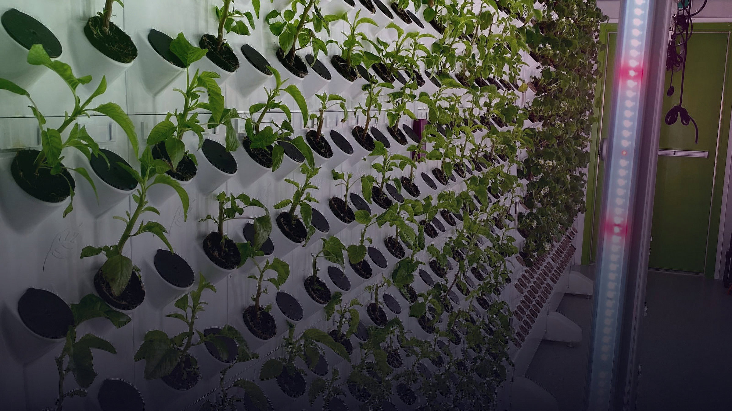 Symbolbild zum Thema: smart home garden.