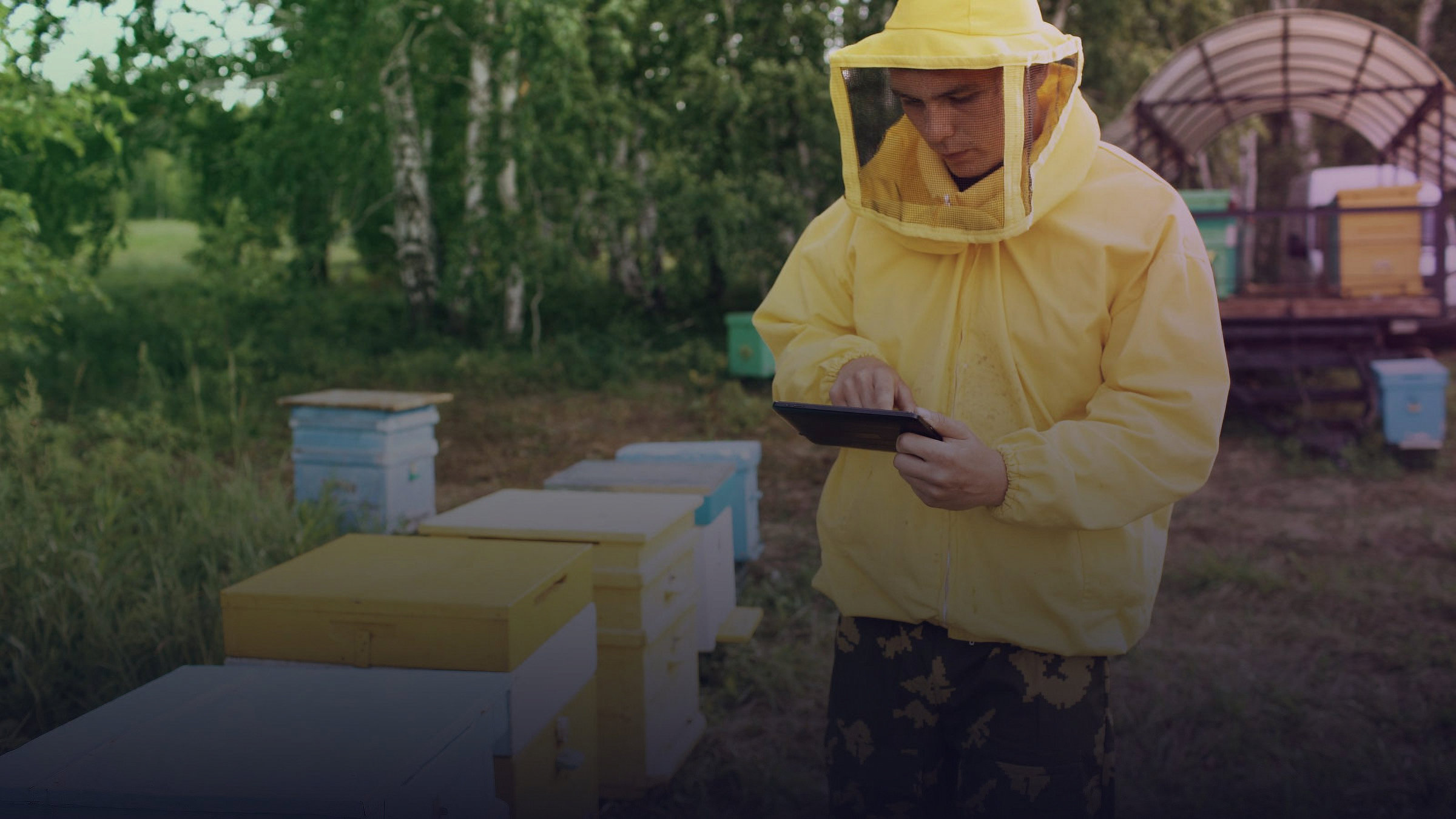 Illustrative image for: beeguard apiary tablet inspection.